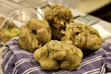San Sebastiano Curone 16-23 Novembre 2025 - Fiera Nazionale del Tartufo Bianco d&#39;Alba e Nero
